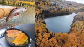 FALL TROUT FISHING CATCH & COOK!! (Fly Fishing)