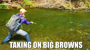 These Big Brown Trout Were a Challenge! How to Catch Big Brown Trout in Small Streams