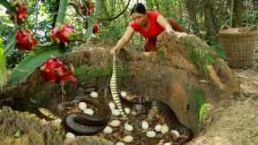Adventure in forest- Catch big snake and pick egg for food- Cooking egg curry spicy so delicious