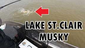 Casting for aggressive LAKE ST.CLAIR MUSKY - Lake St.Clair Musky Fishing