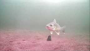 Walleye Underwater Camera #icefishing #underwatercamera #icefishingvideo
