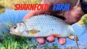 Lake Fishing UK - Sharnfold Farm Fishery Working Hard not to blank