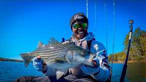 Catch Striped Bass This Fall! Lake Wateree SC