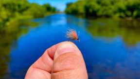 Dry Fly Fishing for Brown Trout
