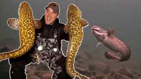 CRAZY Burbot (Eelpout) Action - ICE FISHING (Underwater Footage) + Locations, Tips, & Tricks