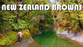 New Zealand Brown Trout - Fly Fishing Gin-Clear Water in STUNNING Beech Forests for Brown Trout
