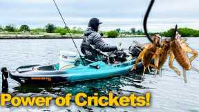 Using Crickets as Bait: Saltwater Fishing