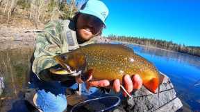Late FALL FLY FISHING for CHUNKY BROOK TROUT!!