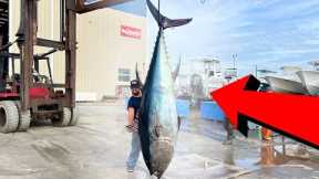 +10FT Long Tuna Caught 3 Miles Offshore