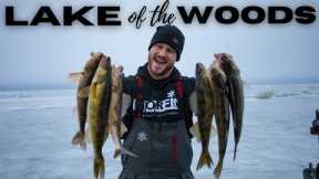 Lake of the Woods Ice Conditions & Fishing Report (CRAZY Action) - Locations, Presentations, & Tips