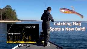 Catching MAG Spots on Lake Lanier(New Bait) + Biscuit Review