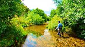 Sight Fishing for Brown Trout with a Single Fly