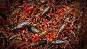 2 Hours of Catching and Cooking CRAWFISH