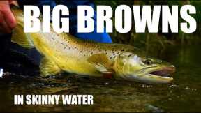 Fly Fishing SMALL STREAM Big Brown Trout in Skinny Water - Shallow Dropper Nymphs & Sight-fishing