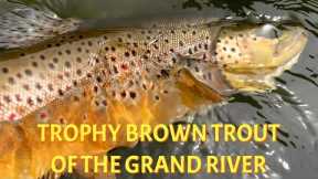 Grand River Trophy Brown Trout | A Success Story
