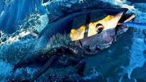 Sea Fishing UK - Double Hookup of Bluefin Tuna whilst Shark fishing | The Fish Locker