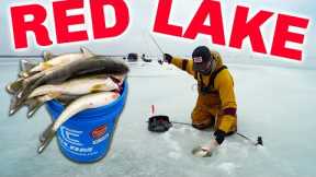 RED LAKE Ice Fishing IS ON FIRE! (Catch & Cook Limits)