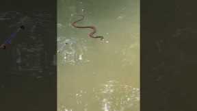 We are in his house now! #fishing #snake