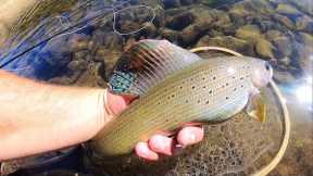 Late Fall Fly Fishing for Arctic Grayling!