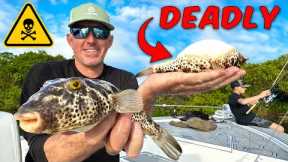 Deadly but Tasty *Pufferfish* How to Catch Clean & Cook