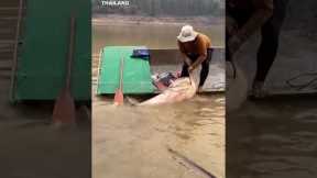 That's a real catch! Angler struggles to haul 297-pound fish into boat #Shorts