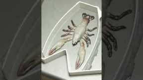 DIY  lure making experiment, soft plastic crayfish