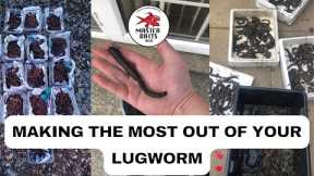 How to dig Lugworm! Locate, Use, Store and Freeze Lugworm