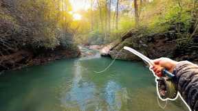 Fly Fishing a Tiny Creek for WILD Trout (NC Fly Fishing)