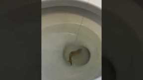 Toilet Fishing 🎣