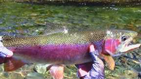 Fly Fishing New Zealand | Farmland Stream RAINBOWS