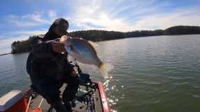 Slab Crappie, Unseen Highlights, Lake Monticello