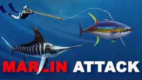 Giant Marlin ATTACKS Me & Steals My Tuna…so I speared it