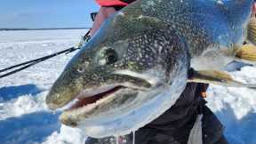 Killer Bait For Lake Trout (No One Talks About) #icefishing #laketrout #howto #droptinetackel