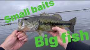 Small baits big fish , this lake was full!!!
