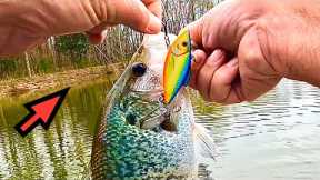 Big Hungry CRAPPIE eats Bass Fishing Lures for DINNER ( Fishing Rat-L-Trap and Lizard Baits )