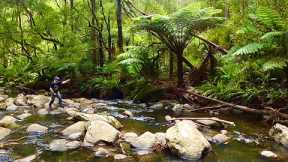 Fly Fishing in the Otways for Wild Brown Trout