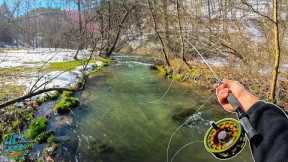 This small creek had some HUGE fish... (Fly Fishing for Rainbow Trout)