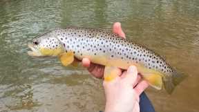 Fly-Fishing Attractors....For Wild Trout?!, ABSOLUTELY!!