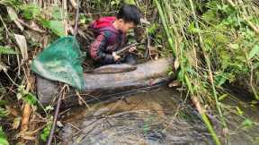 Using his bare hands to catch a huge school of snakehead fish, the orphan boy khai won big