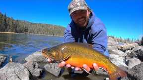 GIANT FALL BROOK TROUT!! (Fly Fishing)