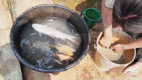 Catching  and Cooking Fish for Survival, in village life..