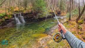 My FAVORITE Creek To Trout Fish! (Fly Fishing for Rainbow and Brook Trout)