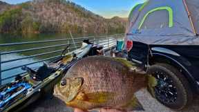 Catching JUMBO BLUEGILL Deep in the Mountains! {Catch Cook Camp}