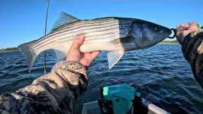 (My NEW PB!) Striped Bass Fishing at New Hogan Lake 3-15-2024
