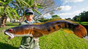 Most INVASIVE FISH in Florida...Catch Clean Cook (Bullseye Snakehead)