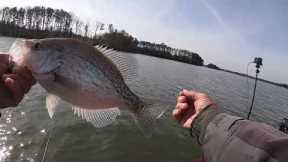 How To Catch Crappie on Brush Using Jigs & Minnows