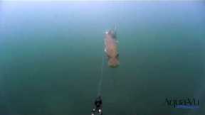 Underwater Footage of Fish Strikes