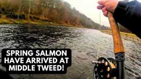 Spring Salmon Have Arrived at middle Tweed! Fly Fishing Scotland 2024