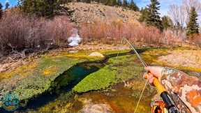 Fly Fishing a TINY Creek For MONSTER Trout!!! (Brown Trout Fishing HEAVEN)