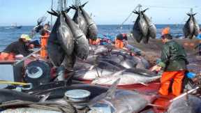 A Way For Fishermen Net Fishing Tuna   Giant Bluefin Tuna Catch Hundred Tons Tuna Fish On the sea #3